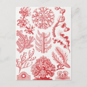 Rotes Alga Meer, Florideae Rotalgen von Ernst Haec Postkarte