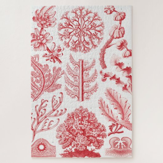 Rotes Alga Meer, Florideae Rotalgen von Ernst Haec Puzzle (Vertikal)
