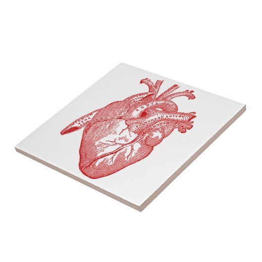 Rotes anatomisches Herz Fliese (Seite)