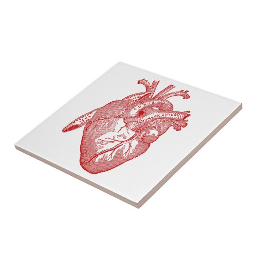 Rotes anatomisches Herz Fliese (Seite)