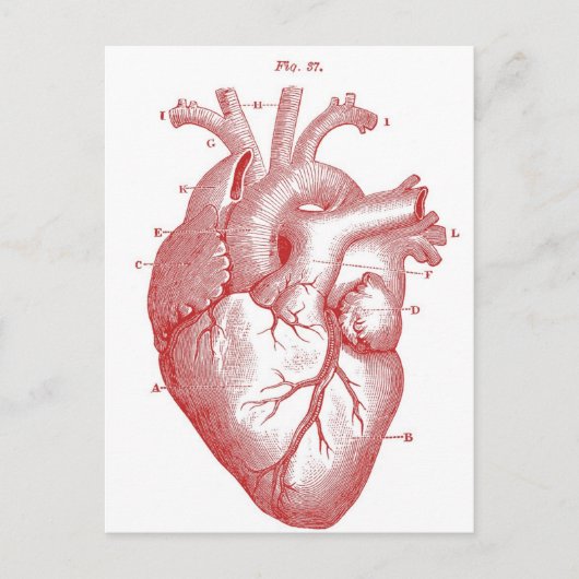 Rotes anatomisches Herz Postkarte (Vorderseite)
