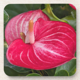 Rotes Anthurium Bloom Floral Getränkeuntersetzer