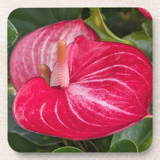 Rotes Anthurium Bloom Floral Getränkeuntersetzer (Vorderseite)