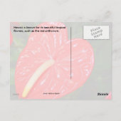 Rotes Anthurium-Blume Postkarte (Rückseite)