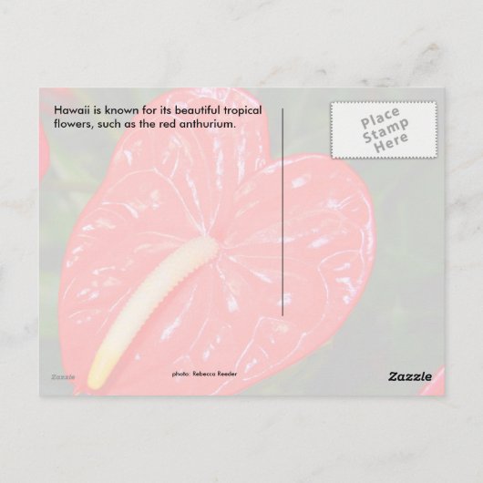 Rotes Anthurium-Blume Postkarte (Rückseite)