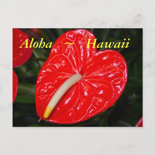 Rotes Anthurium-Blume Postkarte (Vorderseite)