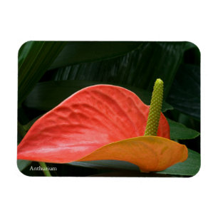 Rotes Anthurium Pflanze gegen Folios Magnet