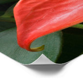 Rotes Anthurium Pflanze gegen Folios Poster (Ecke)