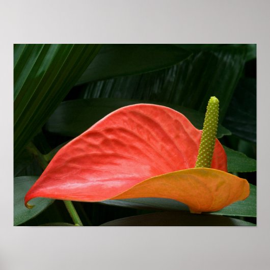 Rotes Anthurium Pflanze gegen Folios Poster (Vorne)