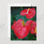 Rotes Anthurium - tropische Blume Postkarte (Vorne/Hinten)