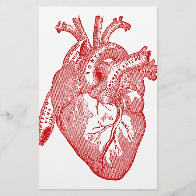 Rotes antikes anatomisches Herz (Vorderseite)