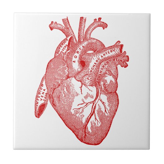 Rotes antikes anatomisches Herz Fliese (Vorderseite)