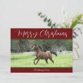 Rotes Arabian Pferd 1 Foto zu Weihnachten im Bauer (Stehend Vorderseite)