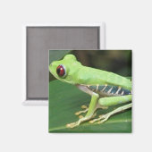 Rotes Auge Grüner Baum Frog Square Magnet (Vorderseite/Rückseite)