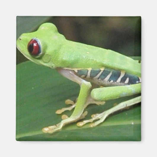 Rotes Auge Grüner Baum Frog Square Magnet (Vorne)