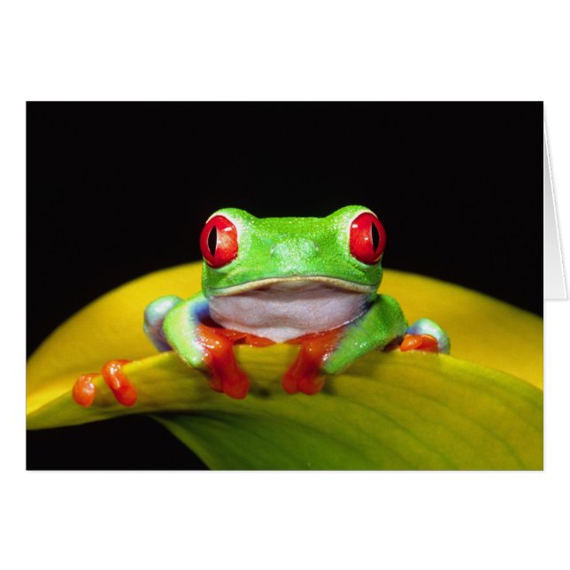 Rotes Auge Treefrog, Agalychinis callidryas, einhe (Vorderseite (Horizontal))