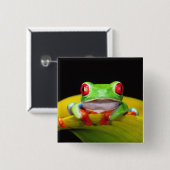 Rotes Auge Treefrog, Agalychinis callidryas, einhe Button (Vorne & Hinten)