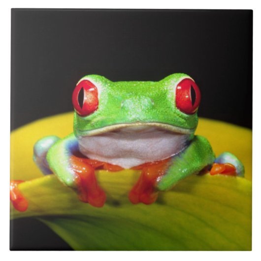 Rotes Auge Treefrog, Agalychinis callidryas, einhe Fliese (Vorderseite)