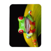 Rotes Auge Treefrog, Agalychinis callidryas, einhe Magnet (Vertikal)