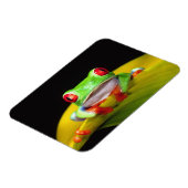 Rotes Auge Treefrog, Agalychinis callidryas, einhe Magnet (Linke Seite)