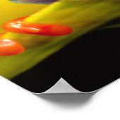 Rotes Auge Treefrog, Agalychinis callidryas, einhe Poster (Ecke)