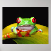 Rotes Auge Treefrog, Agalychinis callidryas, einhe Poster (Vorne)