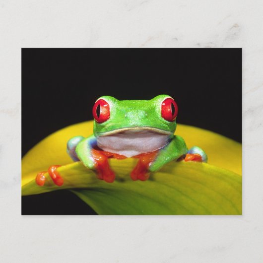 Rotes Auge Treefrog, Agalychinis callidryas, einhe Postkarte (Vorderseite)