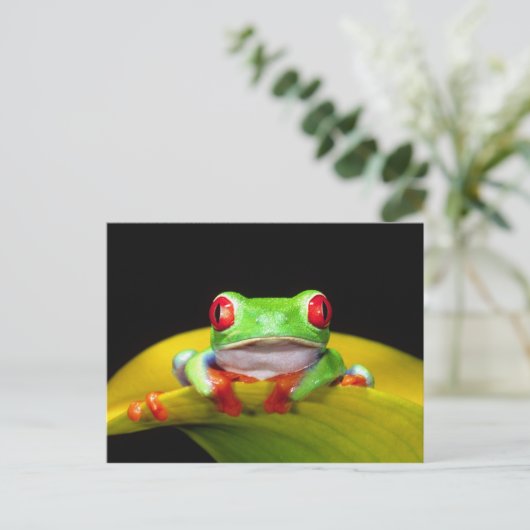 Rotes Auge Treefrog, Agalychinis callidryas, einhe Postkarte (Stehend Vorderseite)