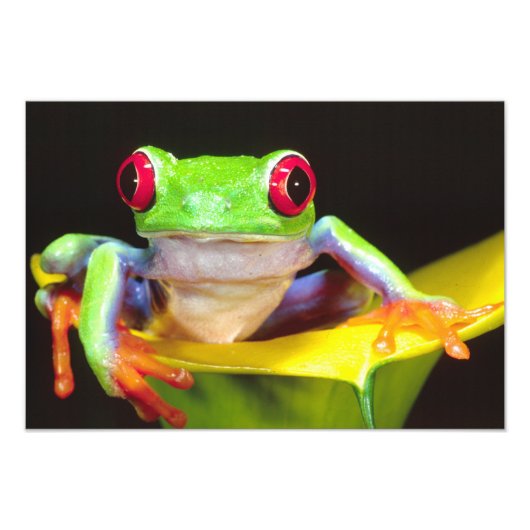 Rotes Auge Treefrog auf einer Calla Lily, Agalychn Fotodruck (Vorne)