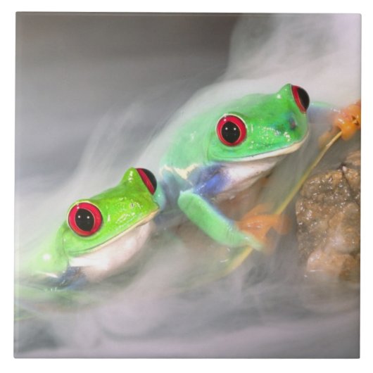 Rotes Auge Treefrog im Nebel, Agalychinis 2 Fliese (Vorderseite)