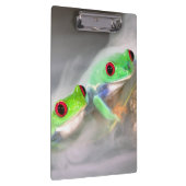 Rotes Auge Treefrog im Nebel, Agalychinis 2 Klemmbrett (Rechts)