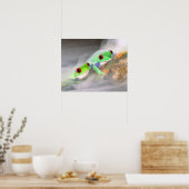 Rotes Auge Treefrog im Nebel, Agalychinis 2 Poster (Küche)