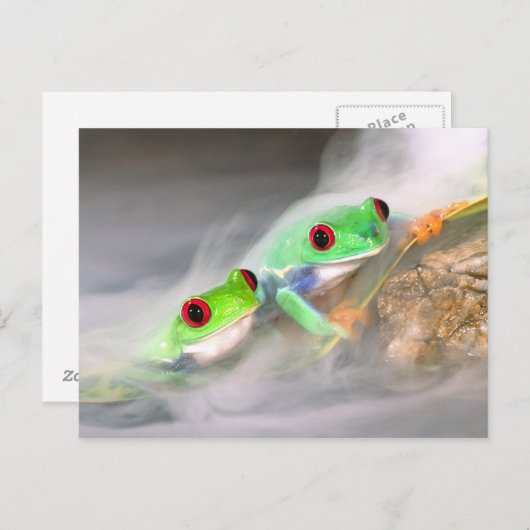 Rotes Auge Treefrog im Nebel, Agalychinis 2 Postkarte (Vorne/Hinten)