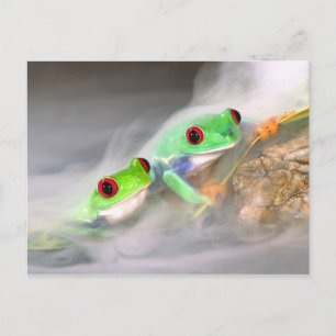 Rotes Auge Treefrog im Nebel, Agalychinis 2 Postkarte
