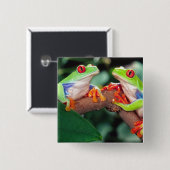 Rotes Auge Treefrog Pair, Agalychinis callidryas Button (Vorne & Hinten)