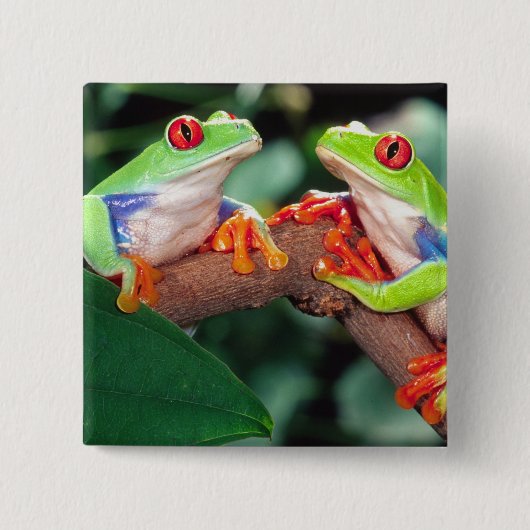 Rotes Auge Treefrog Pair, Agalychinis callidryas Button (Vorderseite)