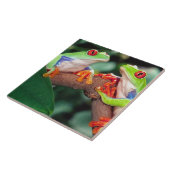 Rotes Auge Treefrog Pair, Agalychinis callidryas Fliese (Seite)