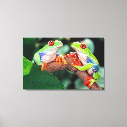 Rotes Auge Treefrog Pair, Agalychinis callidryas Leinwanddruck (Vorderseite)