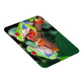 Rotes Auge Treefrog Pair, Agalychinis callidryas Magnet (Rechte Seite)