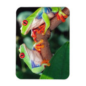 Rotes Auge Treefrog Pair, Agalychinis callidryas Magnet (Vertikal)