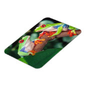 Rotes Auge Treefrog Pair, Agalychinis callidryas Magnet (Linke Seite)