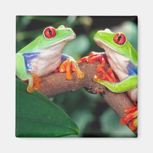 Rotes Auge Treefrog Pair, Agalychinis callidryas Magnet (Vorne)