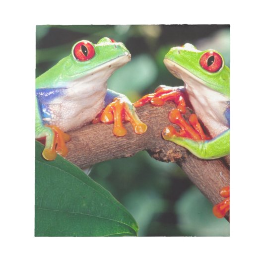 Rotes Auge Treefrog Pair, Agalychinis callidryas Notizblock (Vorderseite)