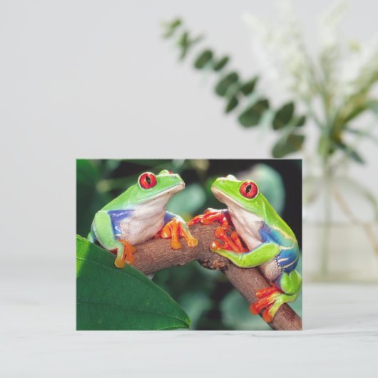 Rotes Auge Treefrog Pair, Agalychinis callidryas Postkarte (Stehend Vorderseite)