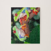 Rotes Auge Treefrog Pair, Agalychinis callidryas Puzzle (Vertikal)