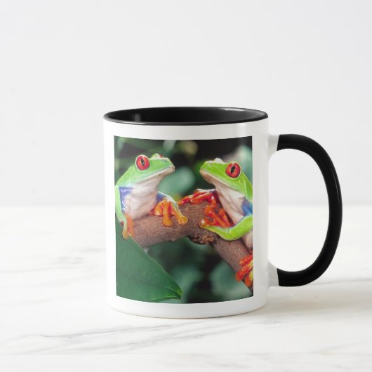 Rotes Auge Treefrog Pair, Agalychinis callidryas Tasse (Rechts)