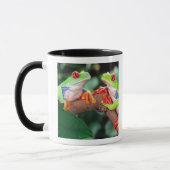 Rotes Auge Treefrog Pair, Agalychinis callidryas Tasse (Links)