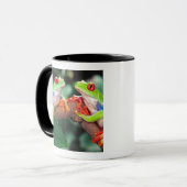 Rotes Auge Treefrog Pair, Agalychinis callidryas Tasse (Vorderseite Links)