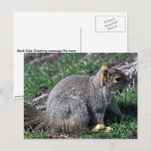 Rotes Baumhirrel Postkarte (Vorne/Hinten)