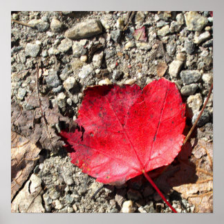 Rotes Blatt Foto Poster